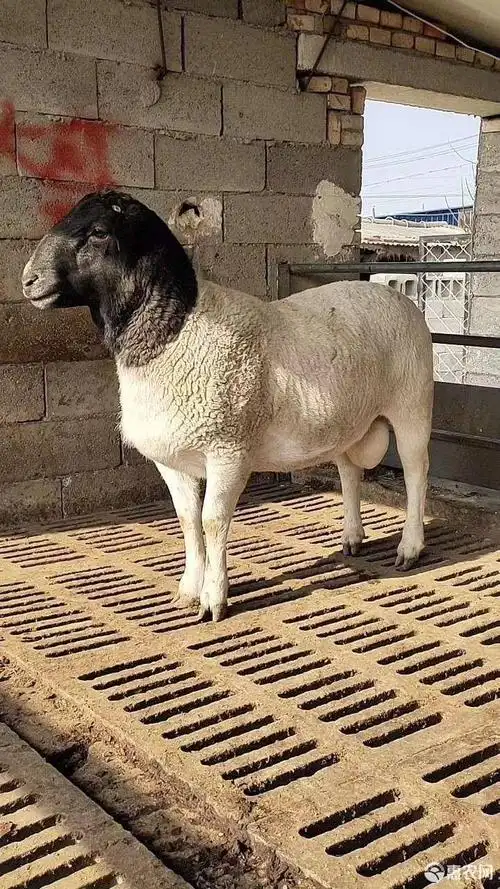 [绵羊批发]绵羊 黑头杜泊羊 种母羊怀孕母羊羊羔价格1600元/只 - 惠农