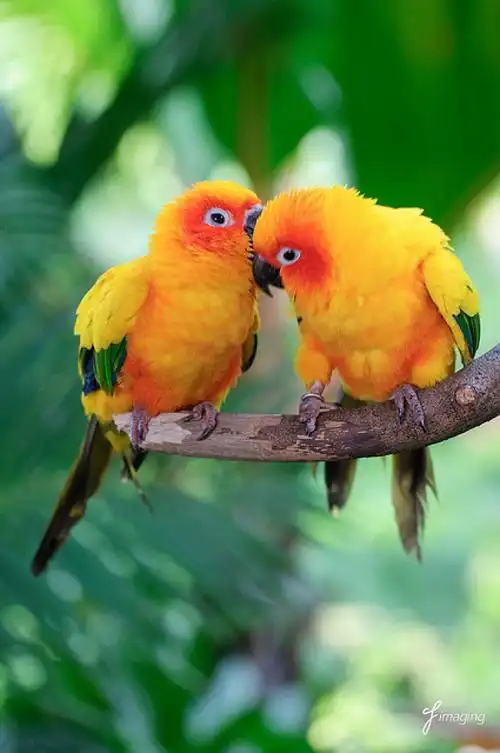 树上的鸟儿成双对ヽ(°◇° )ノ