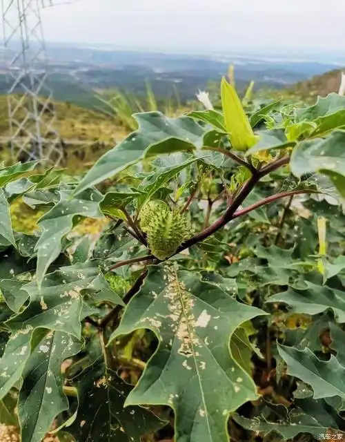 曼陀罗花的果实 麻沸散的原料 据说用果子熬汤就是蒙汉药,现在终于
