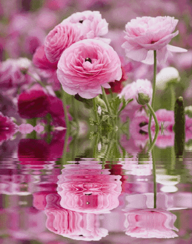 水中花美到心窝