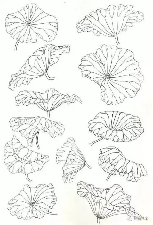 简笔画荷叶的画法步骤