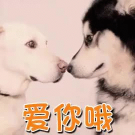 萌宠表情 萌娃表情 斗图表情 锦鲤 土味语录 套路图 来自:soogif 应用