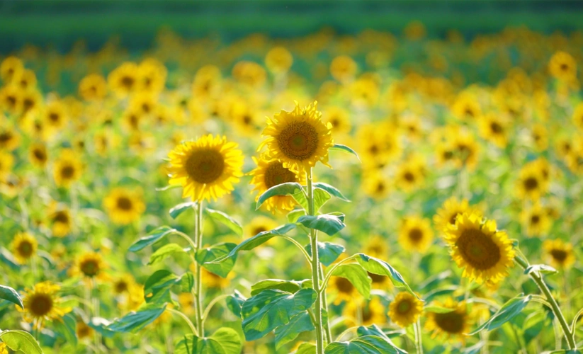 灿烂盛放!官渡镇50余亩向日葵迎来盛花期