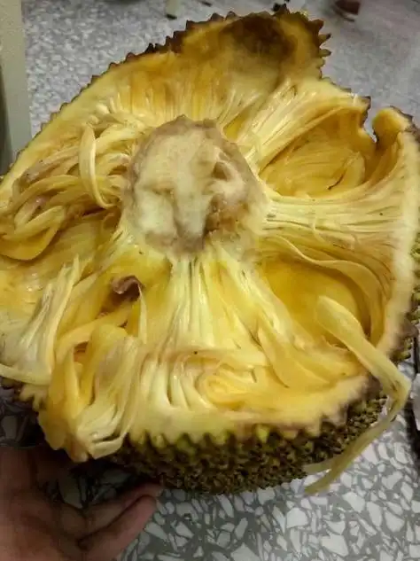 4,菠萝蜜核煮多久