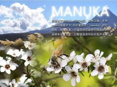 麦卢卡树是新西兰独有的桃金娘科灌木麦卢卡蜂蜜来源于麦卢卡树的花朵