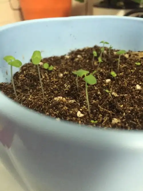 薰衣草种子发芽后杆细长正常吗?应该怎么培养