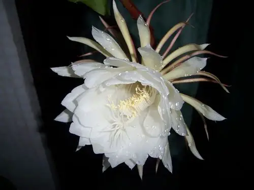 标题:今年的第五朵昙花