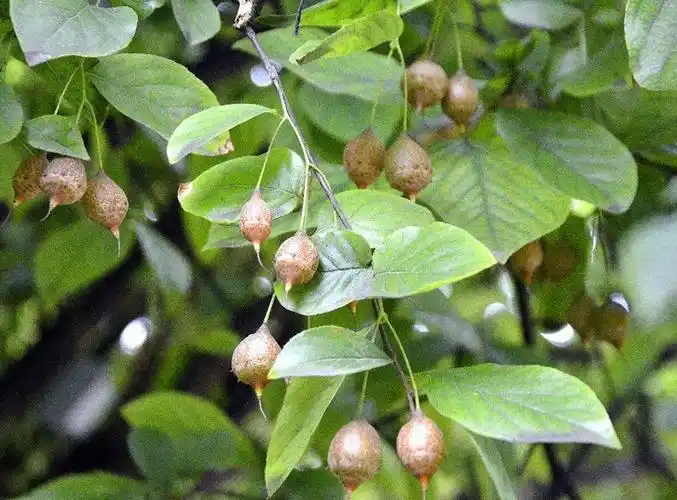 p>秤锤树(学名: i>sinojackia xylocarpa hu /i>)是安息香科,秤锤树