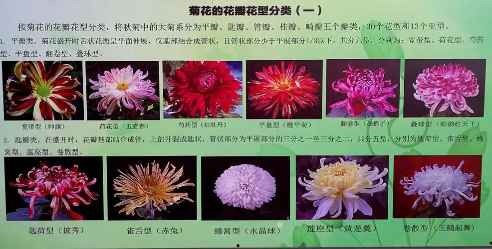 2018上海菊花展 共青森林公园