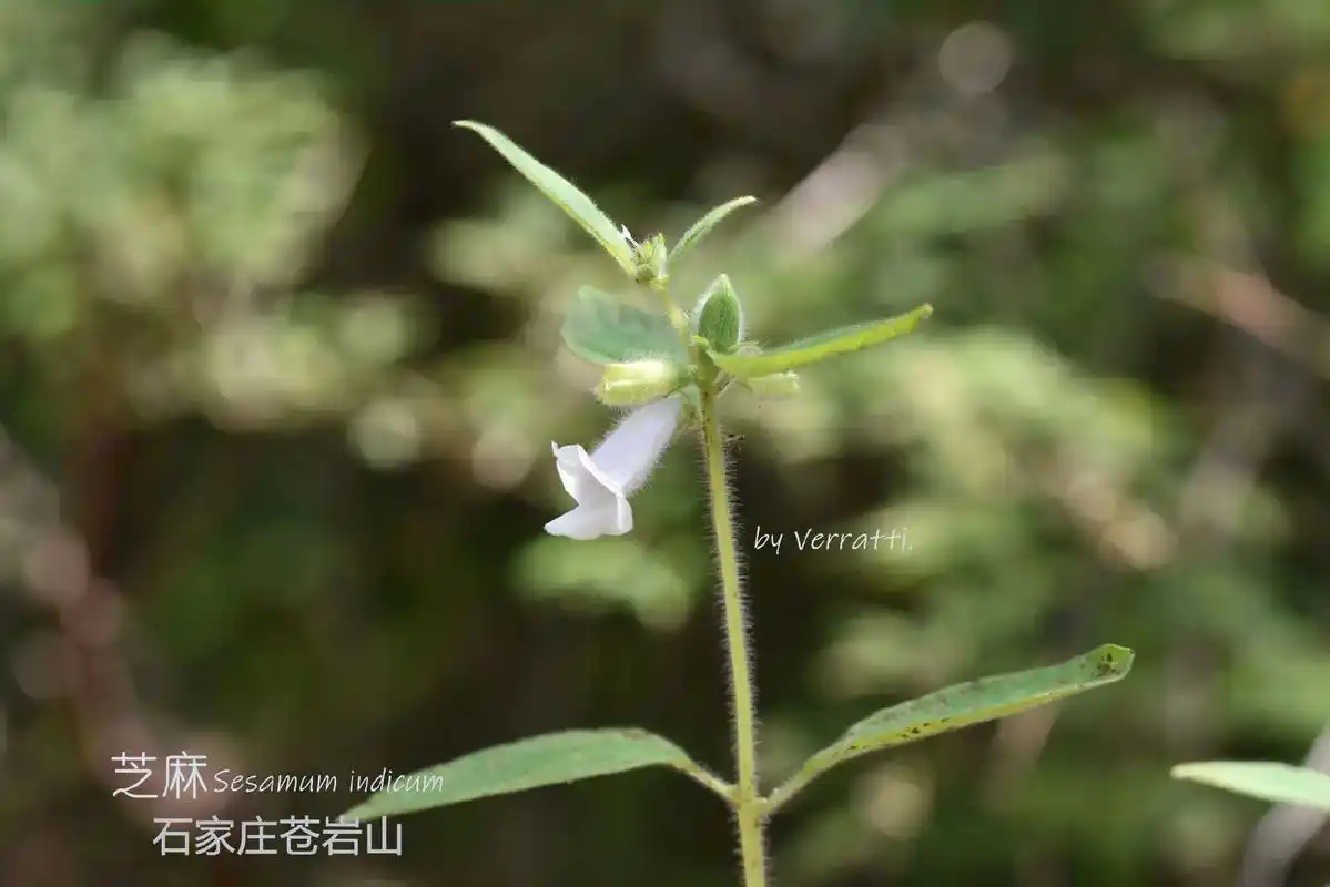 芝麻.芝麻,好一段时间中国植物志中文名写为脂麻,甚是奇怪,目 - 抖音