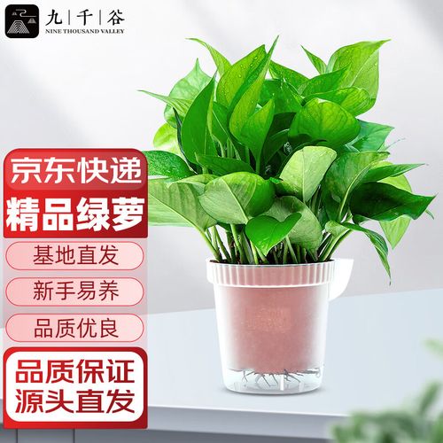 九千谷 绿萝盆栽 壶口透明盆1盆 绿植桌面迷你小盆栽四季常青室内客厅
