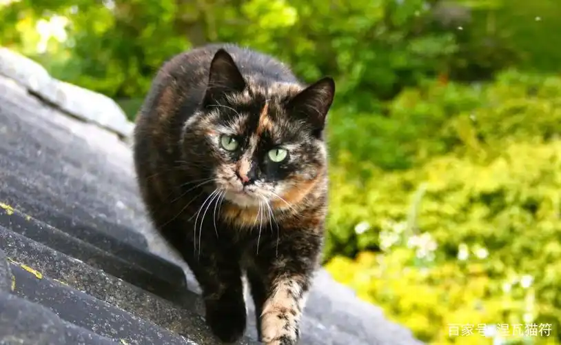 中华田园猫丨玳瑁猫