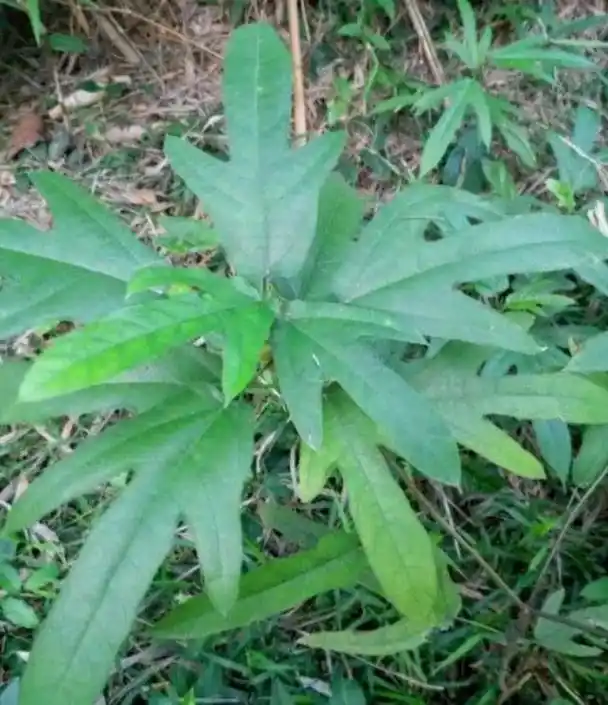 喝五指毛桃炖鸡汤会中毒?胡说!