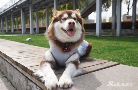 王思聪的一天:面试30位女主播 零点和林更新开黑