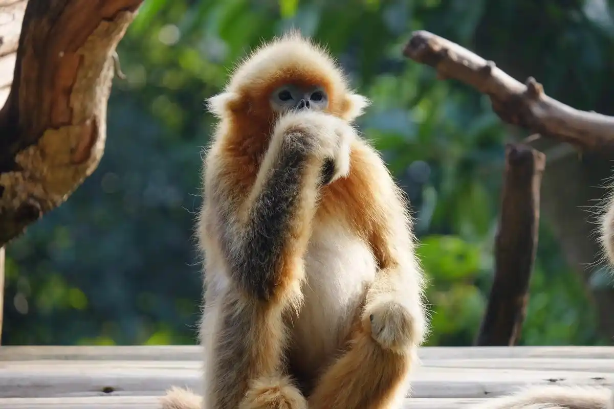 金丝猴 之前在长隆野生动物园拍到的金丝猴,动作神情都相当可爱 - 抖