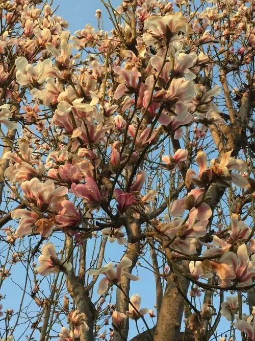 又是辛夷花开时