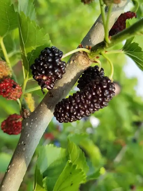 五一长假哪里去,盐镇千亩桑椹采摘园欢迎你