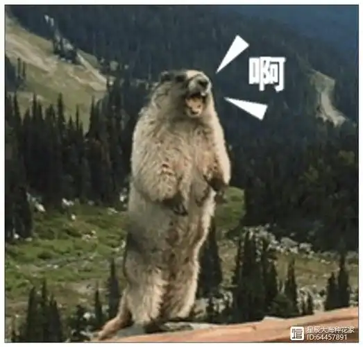 土拨鼠为什么不怕人背后隐藏的秘密让人脊背发凉