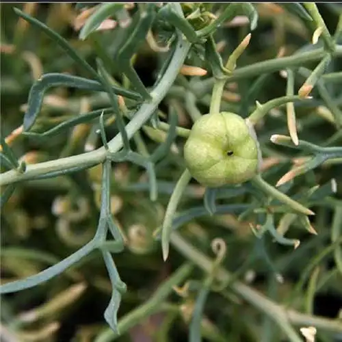 骆驼蓬子的临床应用