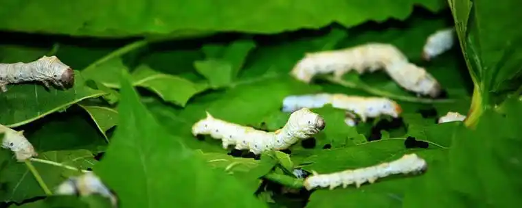 毛毛虫和蚕有啥区别 - 立方生活网