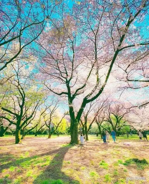 春天风景秀色可餐,踏青赏花拍照片,共赴一场视觉盛宴
