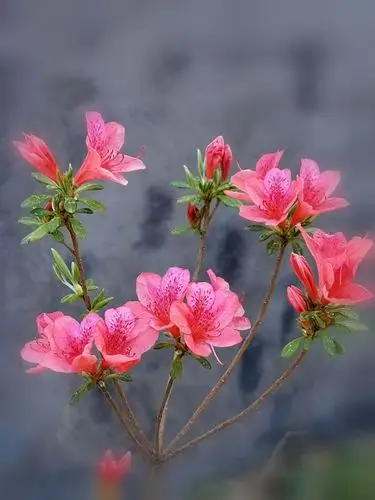 杜鹃花又名映山红 如喷雾的晚霞 映红了天边 - ys阿丽