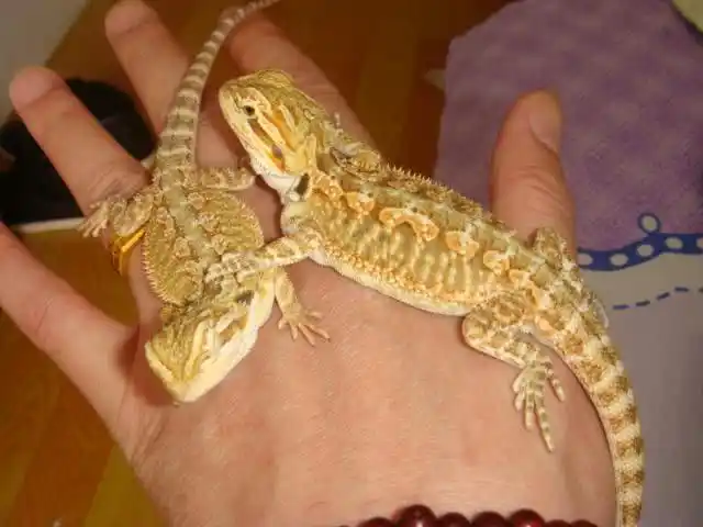为什么有些人喜欢养蜥蜴这种宠物呢?实在是太少见了