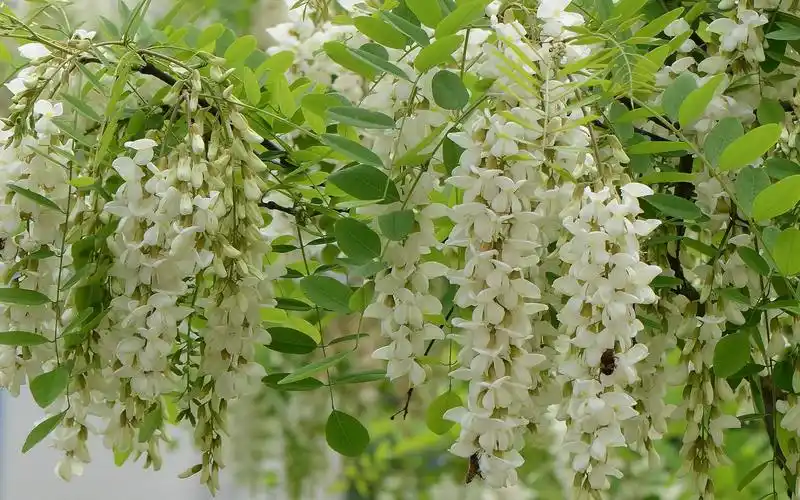 【转载】【唯美桌面壁纸篇】槐花高清桌面壁纸1920*1200