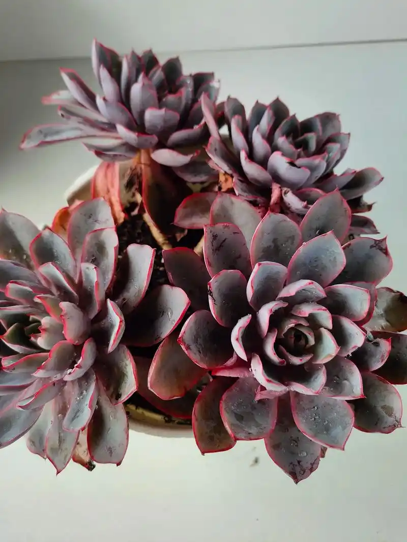 这盆赫拉多肉真的太好养啦!放在阳台上,每天看着它长大,心情都 - 抖音