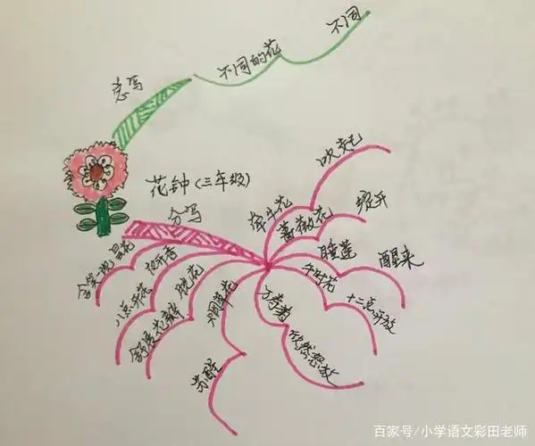 三年级《花钟》第一段,两种导图的思维,你喜欢哪一种?