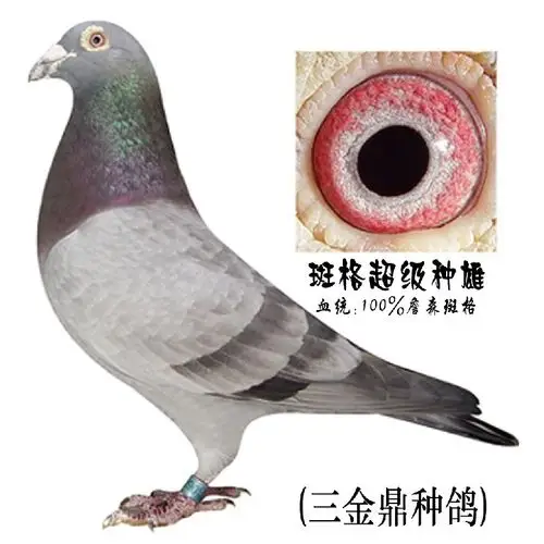 斑格超级种雄老斑格