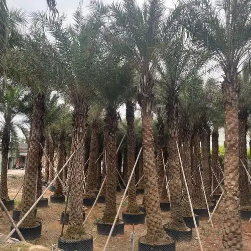 中东海枣批发银海枣移植行道树棕榈树报价景区公园绿化树中东海枣