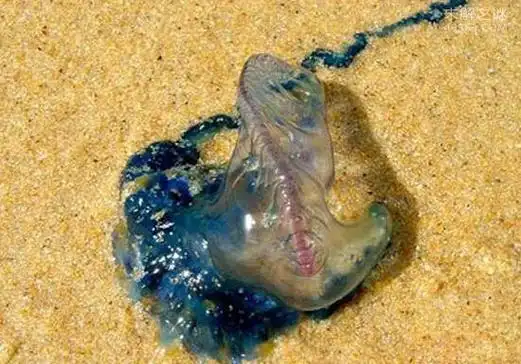 僧帽水母被称为是世界上最毒的水母,蜇伤后会剧痛(2)