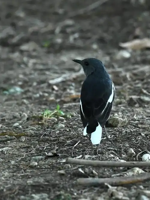 鹊鸲:活泼可爱的四喜儿("两湖一河"拍鸟28)