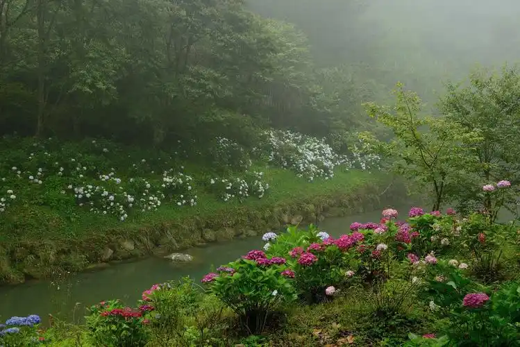 朋友圈背景图 手机壁纸 鲜花 意境图片 ins… - 堆糖,美图壁纸兴趣