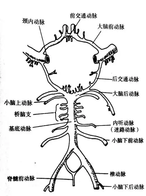 椎动脉第四段及其分支