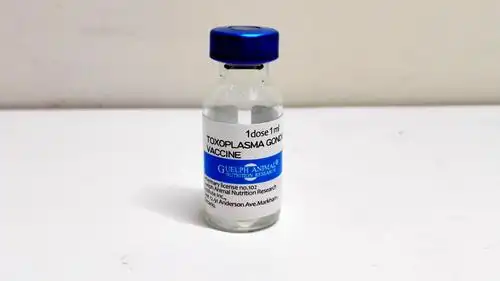 弓形虫p30乳酸球菌口服疫苗免疫效果研究及弓形虫rop2