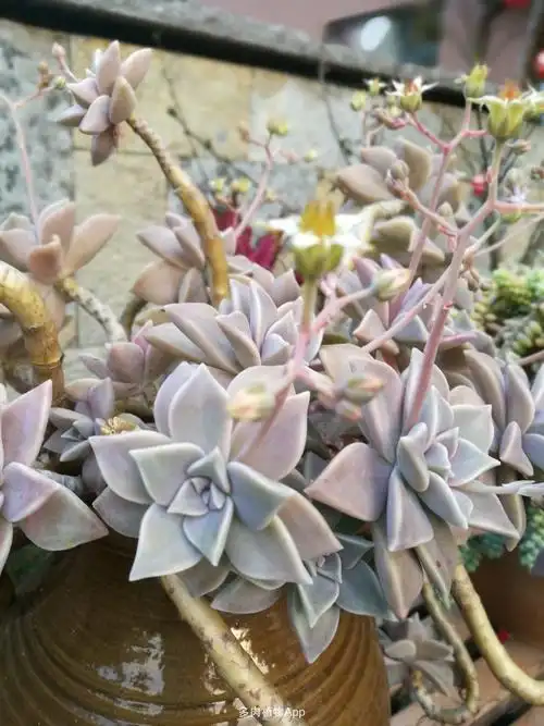 家里最老的桩,胧月