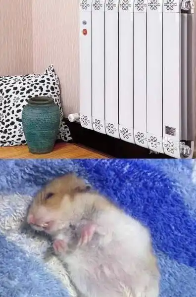 怎么判断仓鼠死了还是伪冬眠图片 要赶紧将仓鼠置身于一个温暖的