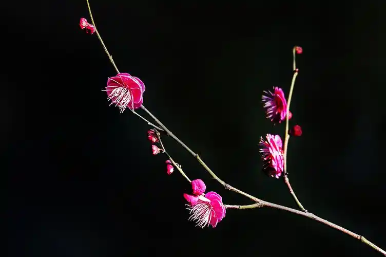 单纯的黑色背景梅花更显高雅纯洁之美