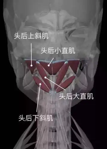 枕下肌群