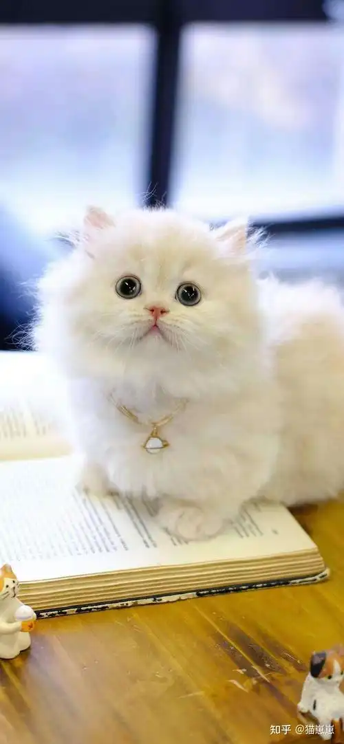 拿破仑猫图片大全,拿破仑猫壁纸来了 - 知乎