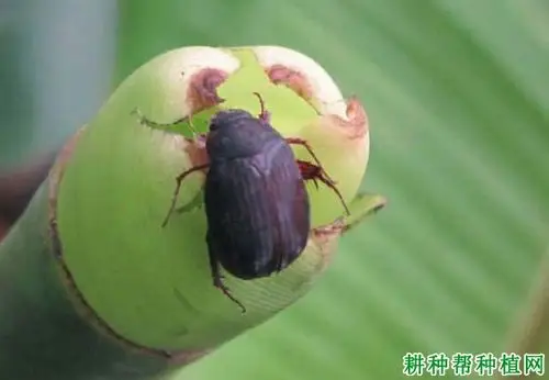 种植香蕉如何防治东方金龟子