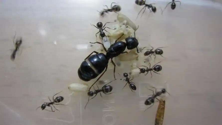 蚁后是群体家庭的领导者,主要职责是产卵,繁殖后代,统管这个