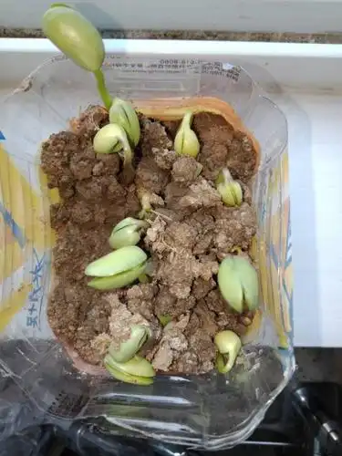 一生要经历种子萌发,出苗,幼苗生长,分枝,开花,结荚,鼓粒,成熟等过程