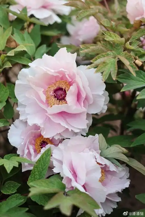 故宫##北京的春天