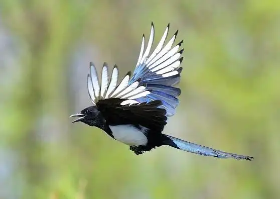 喜鹊体长40~50厘米,头,颈,胸以及上体是黑色,腹部是白色,腰是灰白色