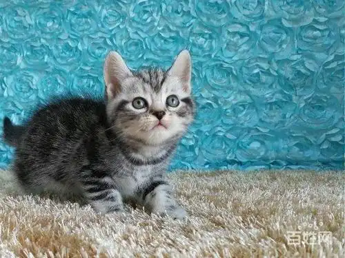 新年喜乐颂高品质川字背美国短毛猫低价质保出售