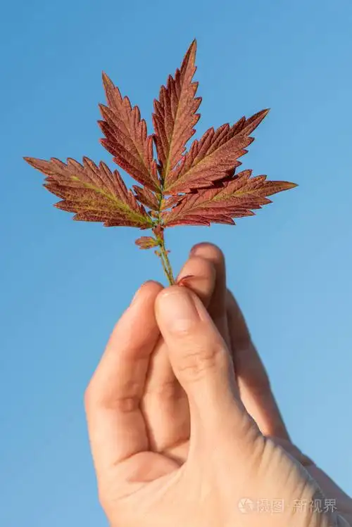 一只手拿着美丽的红色秋叶, 靠在晴朗的蓝天上