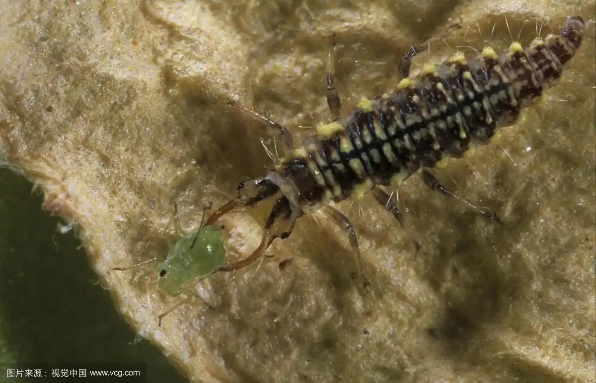 绿草蛉(草蛉),幼虫,吃刺穿在中空的双颌上的蚜虫